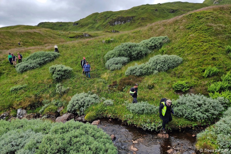 Tree seed collection team walking through upland area of Montane species trees